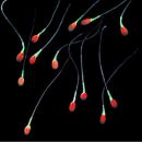 Human Sperm